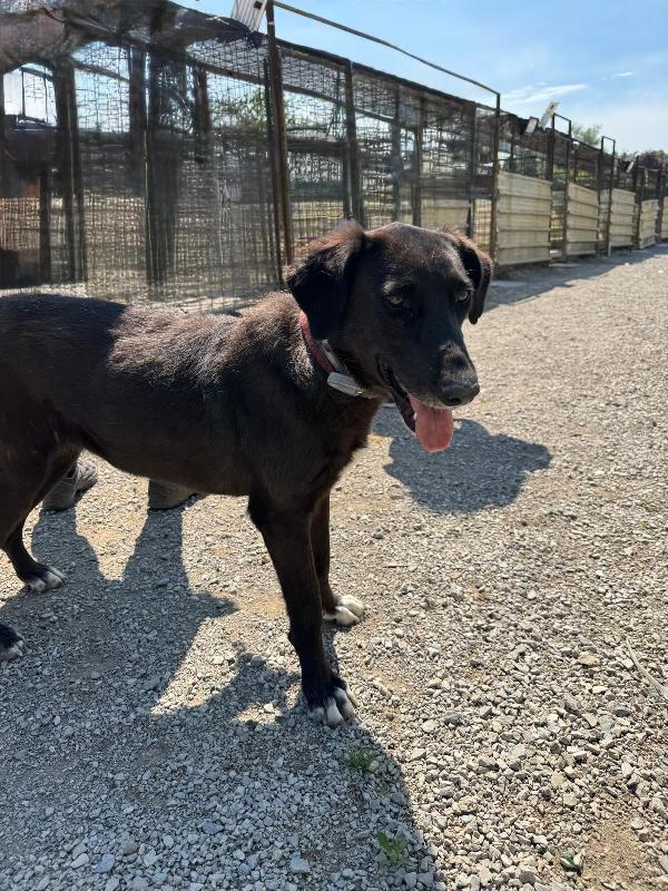 Blacky, tenerissima meticcia Foto 3